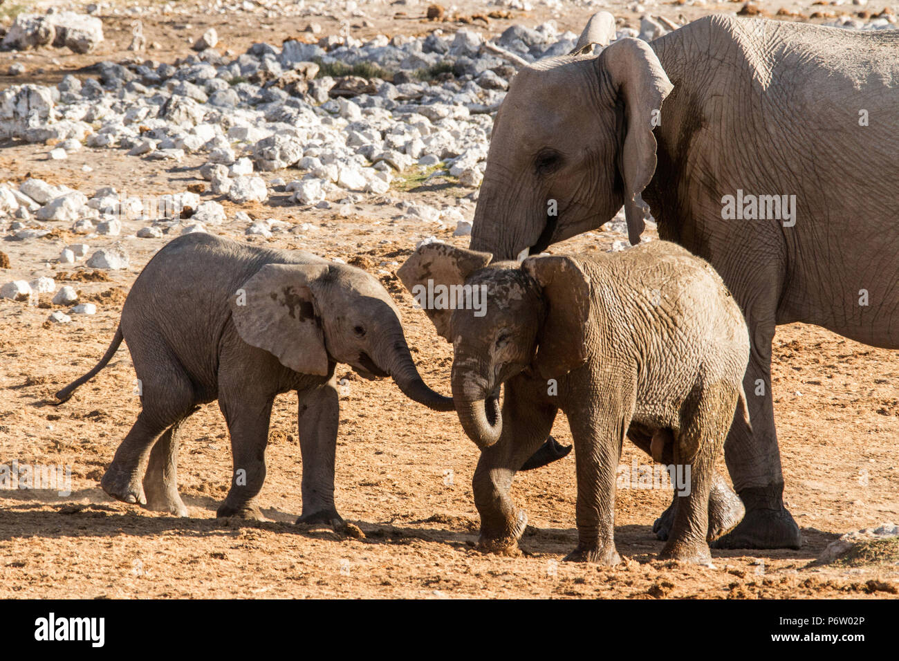 Zwei baby Afrikanische Elefanten - Loxodonta - Begrüßung mit einer Mutter im Hintergrund Stockfoto