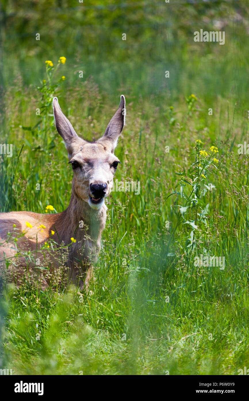 Ein Junge mit weit aufgerissenen Augen Hirsch sieht durch die hohen Gräser in den kanadischen Rockies. Stockfoto