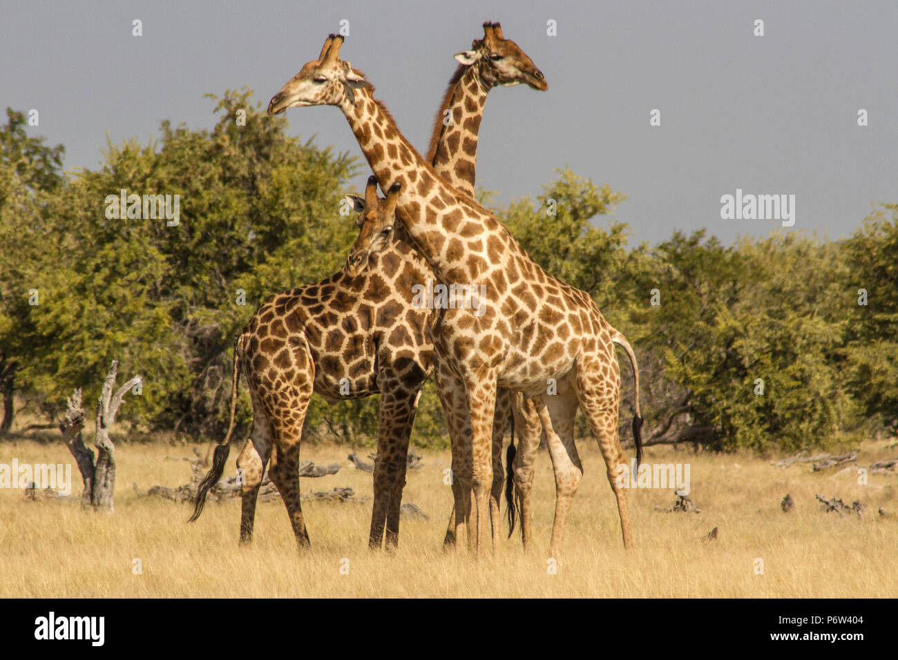 Drei Namibischen oder angolanischen Giraffen - Giraffa Cameloparalis Angolensis - in einem courtship Ritual in Etosha, Namibia beteiligt. Stockfoto