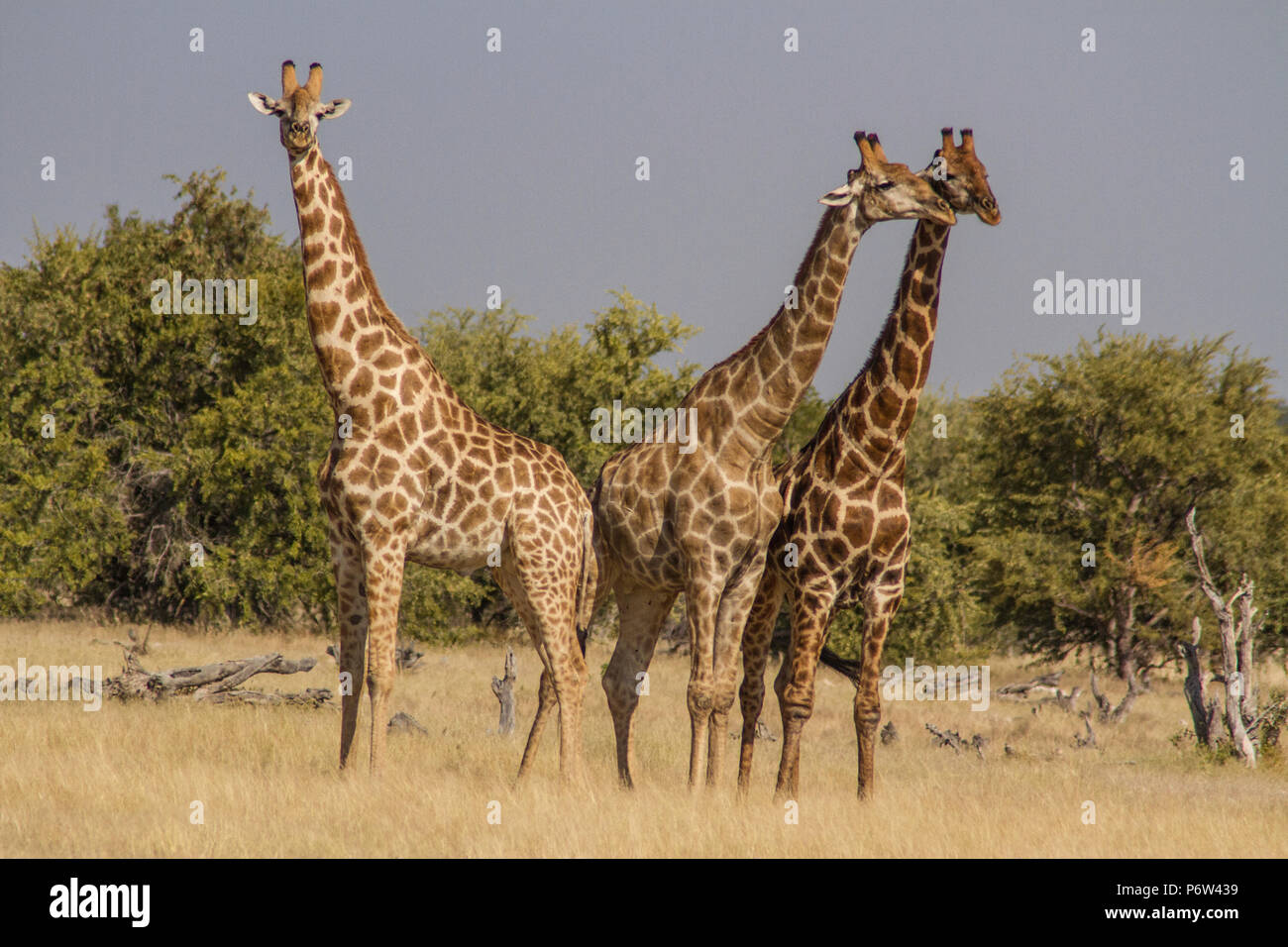 Drei Namibischen oder angolanischen Giraffen - Giraffa Cameloparalis Angolensis - in einem courtship Ritual in Etosha, Namibia beteiligt. Stockfoto
