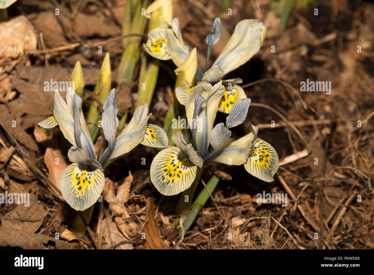 Zwerg bauchigen Iris Katharine Hodgkin Stockfoto