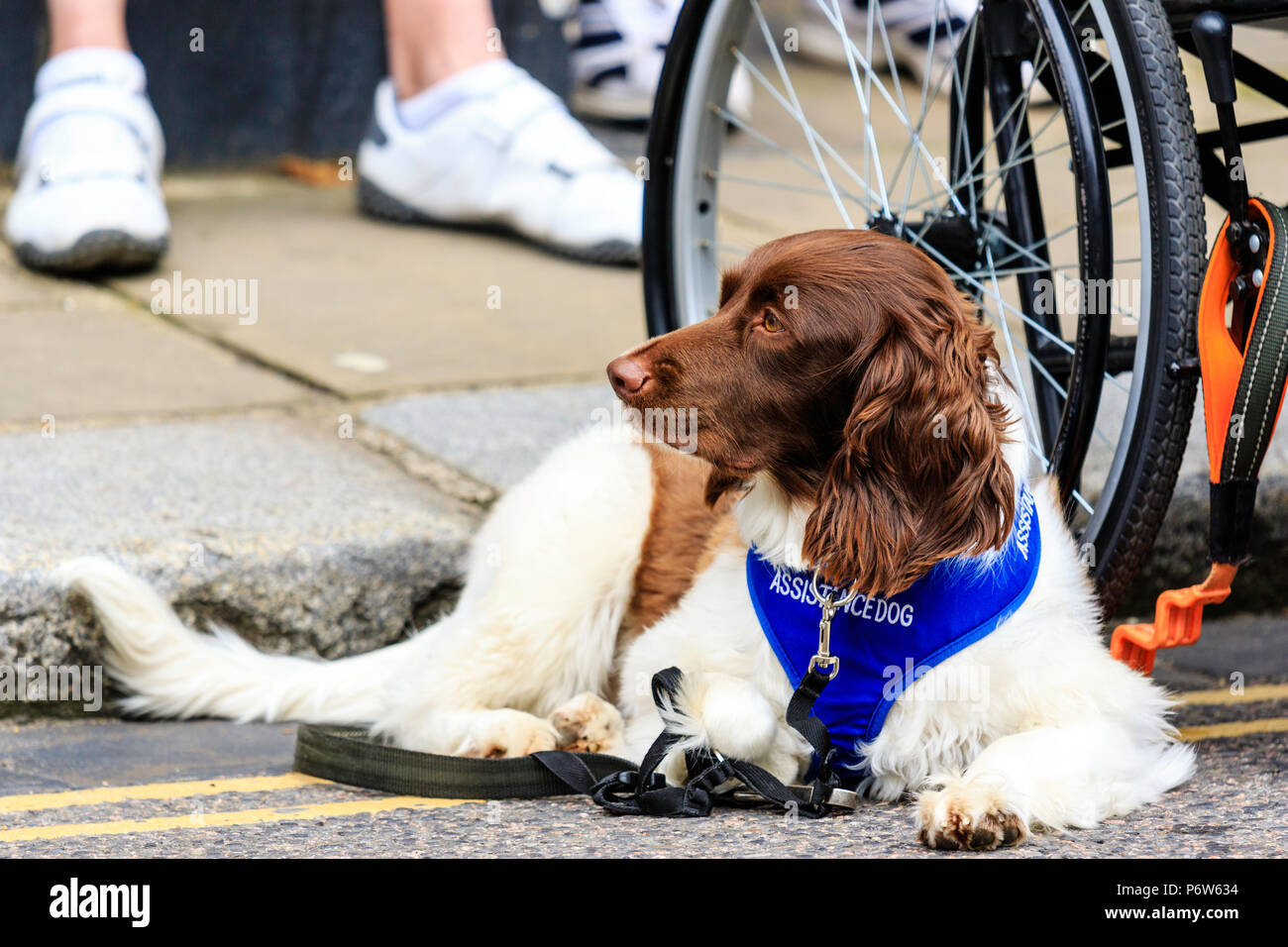 Englisch "Begleithund" zur Festlegung der auf der Straße, sich ausruhen, neben dem Rollstuhl. Wirkt wie ein Blinder Hund. Stockfoto