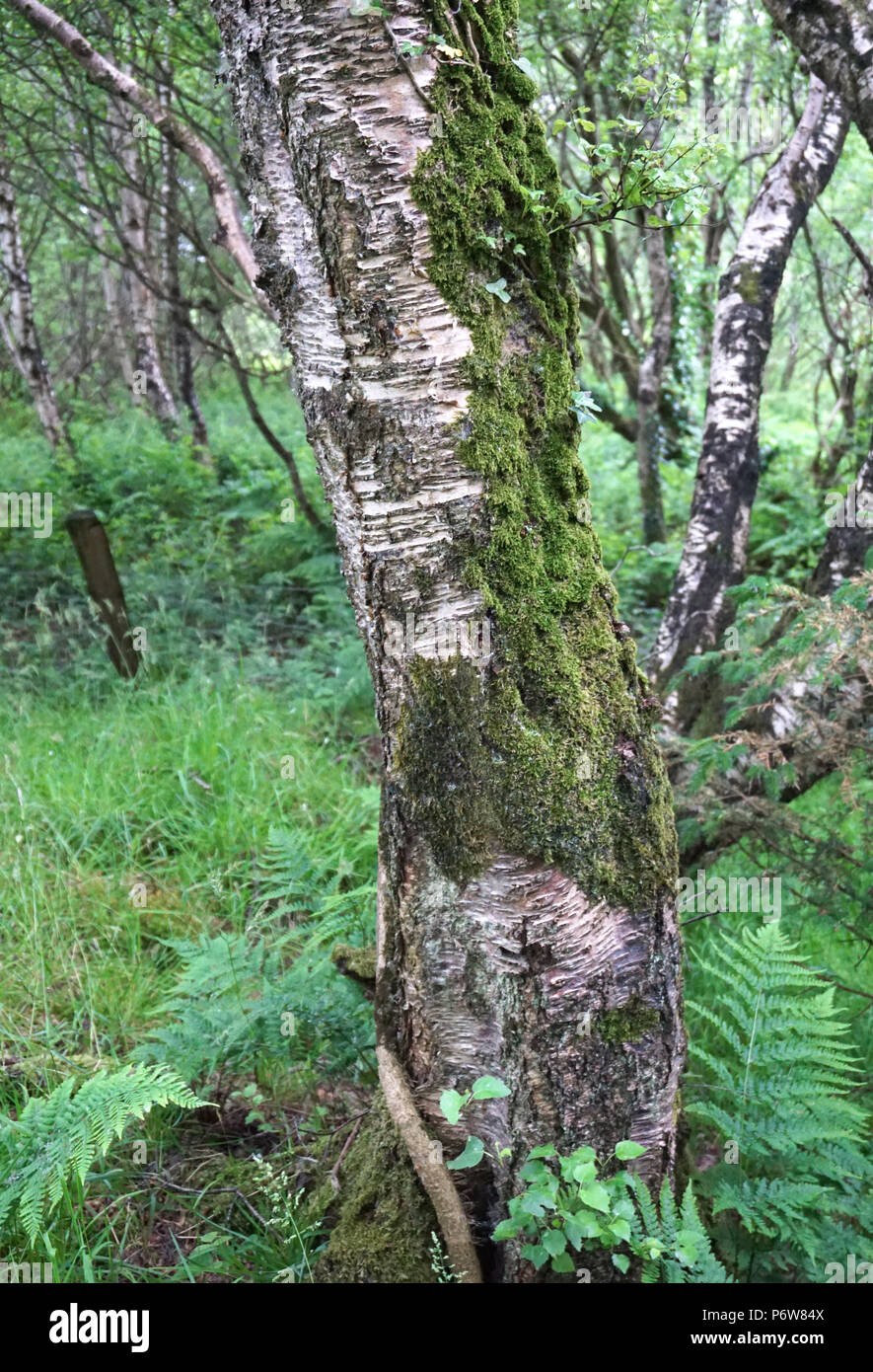 Nordirland Bogland Eiche Bäume und Farne in einem Wald in der Grafschaft Tyrone Stockfoto