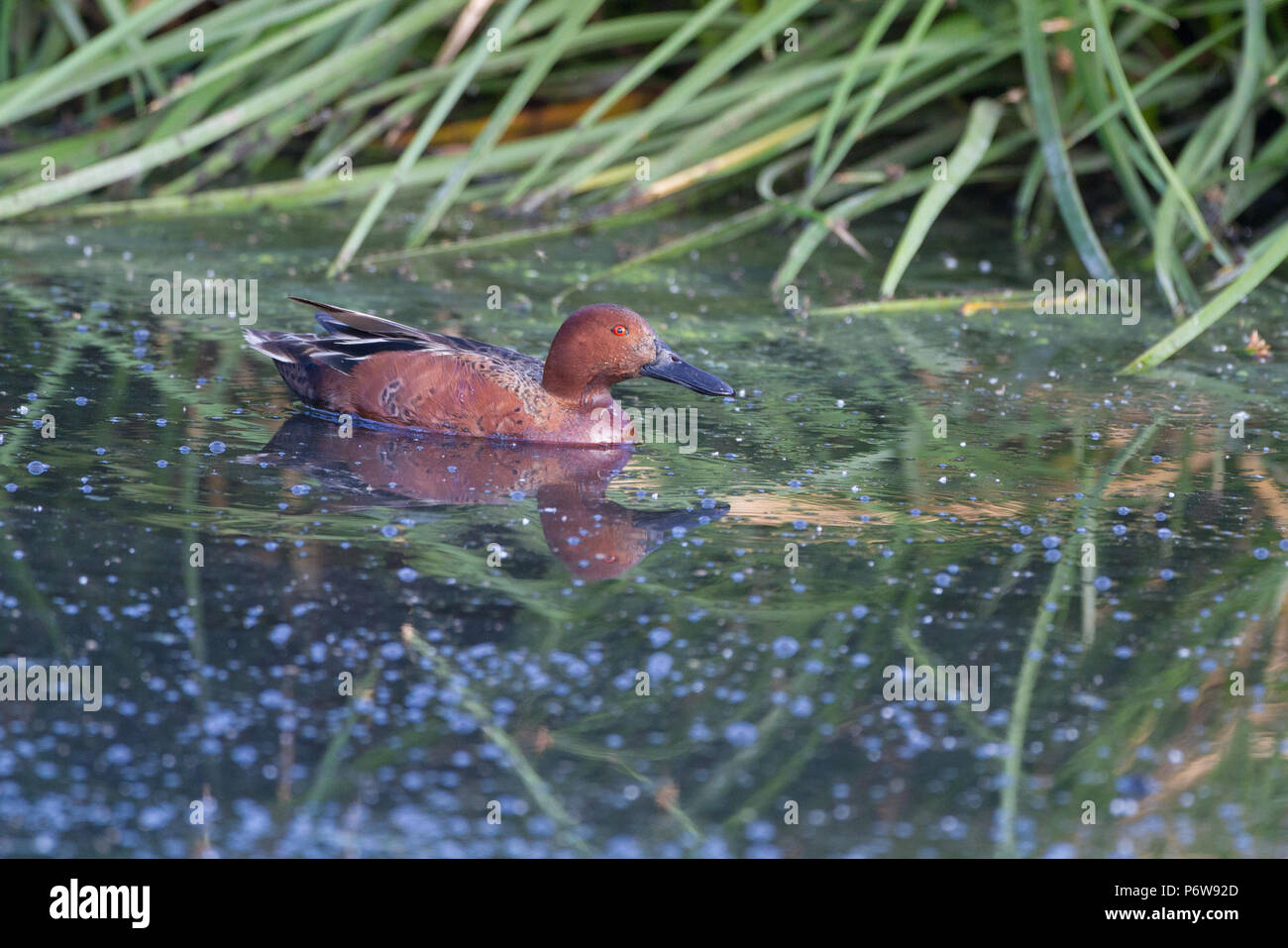 Ein Drake cinnamon Teal auf dem Wasser. Stockfoto