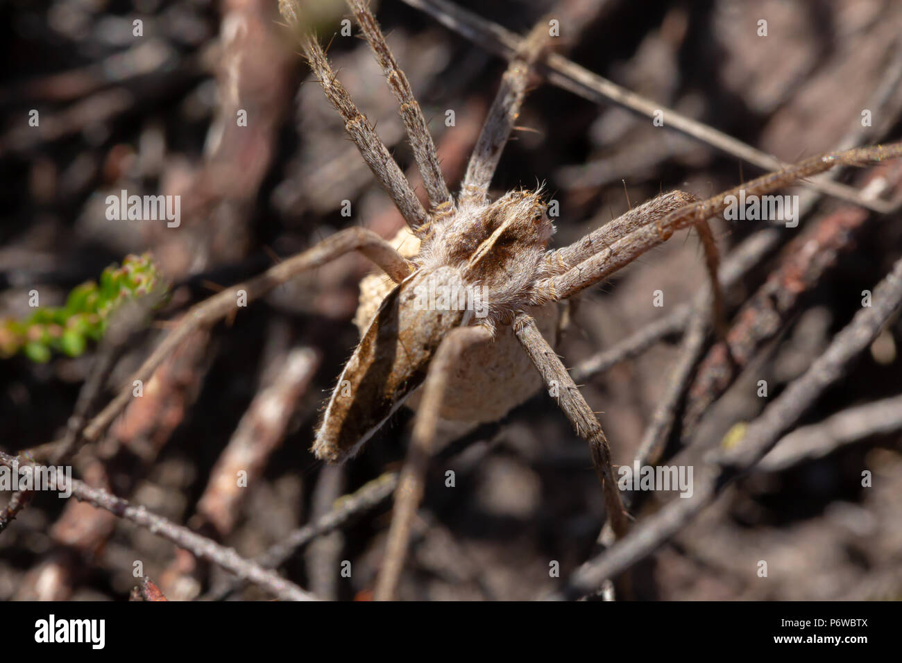 Nahaufnahme der erwachsenen weiblichen Baumschule Web spider Mit einem Ei sac unter ihrem Körper hing. Auf canford Heide, Poole gefunden. Stockfoto