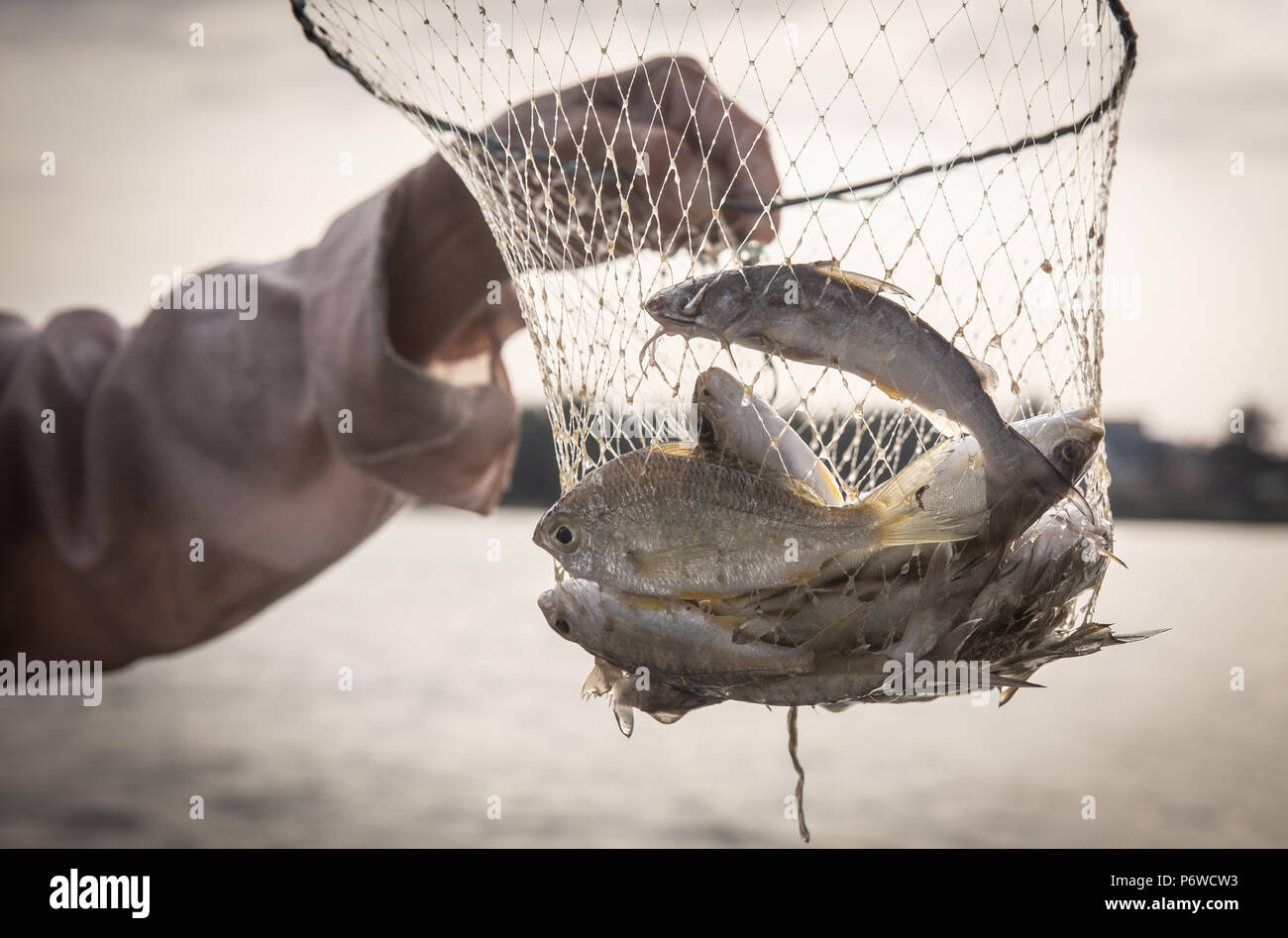 Fisch im Netz Stockfoto