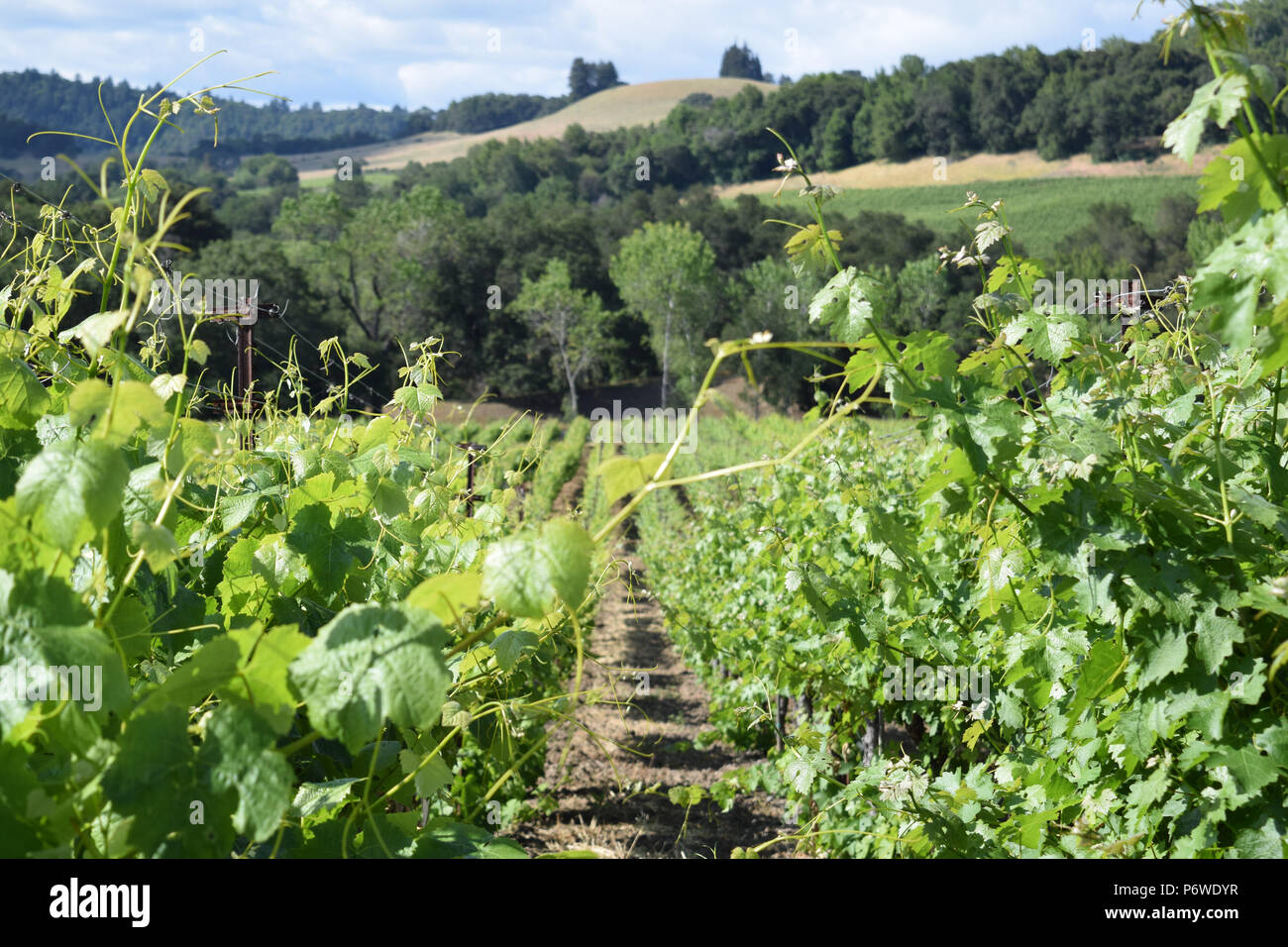 Reihen von preisgekrönten Trauben auf einem Russian River Valley Weinberg in Sonoma County, Kalifornien Stockfoto