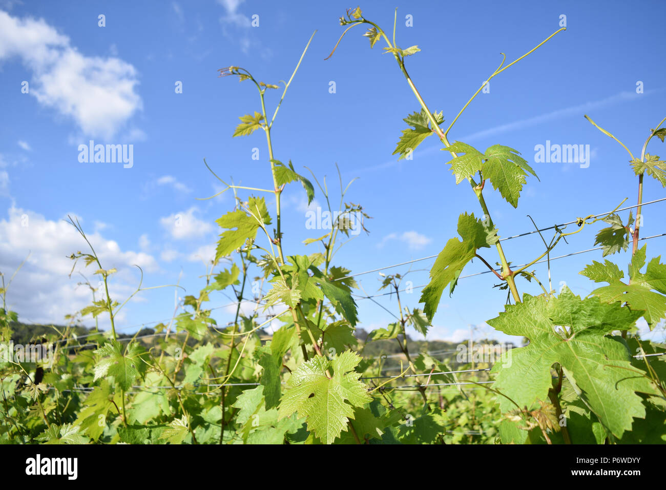 Reihen von preisgekrönten Trauben auf einem Russian River Valley Weinberg in Sonoma County, Kalifornien Stockfoto