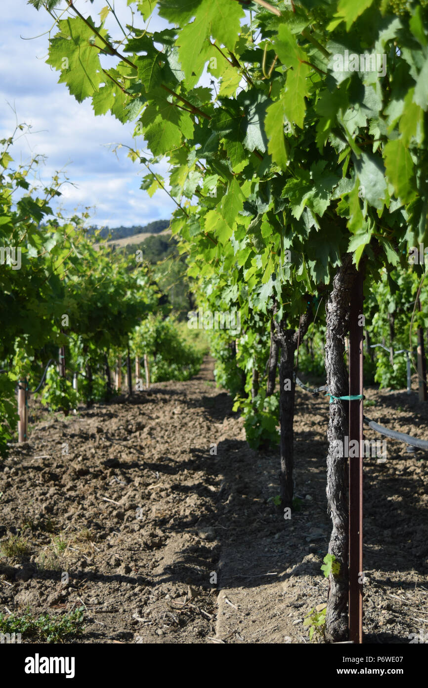 Reihen von preisgekrönten Trauben auf einem Russian River Valley Weinberg in Sonoma County, Kalifornien Stockfoto