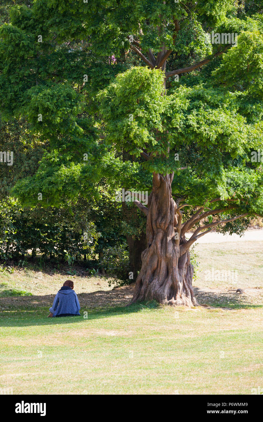 Hastings, East Sussex, UK. 3 Jul, 2018. UK Wetter: heiß und sonnig, Start in den Tag in Hastings mit vielen Menschen zu Fuß in Alexandra Park, gestaltet von dem berühmten Gärtner Robert Marnock im Jahr 1878. Mit 109 Hektar ist es ein Klasse 2 bezeichneten Ort. Es wird erwartet, dass die Temperaturen auf 21°C überschreitet. Eine Frau sitzt im Schatten eines großen Baumes wie ein Eichhörnchen kramt in der Nähe. Foto: Paul Lawrenson/Alamy leben Nachrichten Stockfoto