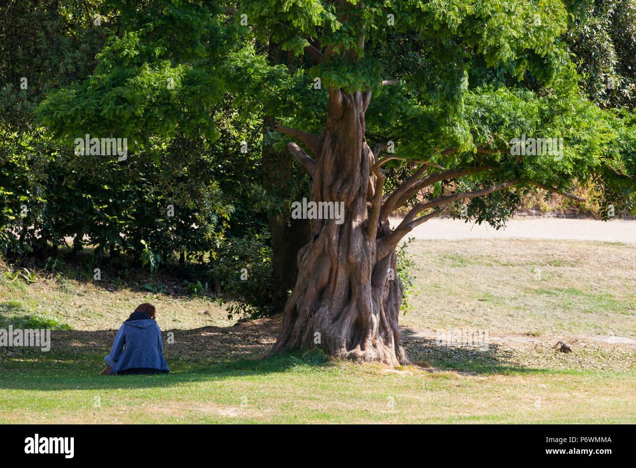 Hastings, East Sussex, UK. 3 Jul, 2018. UK Wetter: heiß und sonnig, Start in den Tag in Hastings mit vielen Menschen zu Fuß in Alexandra Park, gestaltet von dem berühmten Gärtner Robert Marnock im Jahr 1878. Mit 109 Hektar ist es ein Klasse 2 bezeichneten Ort. Es wird erwartet, dass die Temperaturen auf 21°C überschreitet. Eine Frau sitzt im Schatten eines großen Baumes wie ein Eichhörnchen kramt in der Nähe. Foto: Paul Lawrenson/Alamy leben Nachrichten Stockfoto