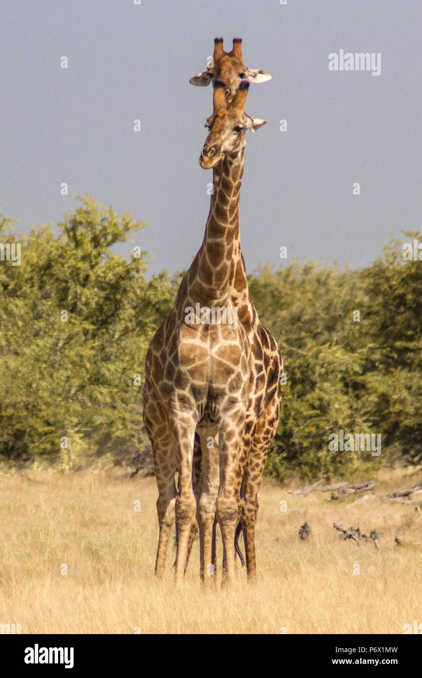 Namibischen oder angolanischen Giraffen - Giraffa Cameloparalis Angolensis - Paarung im Etosha, Namibia. Portraitfotos. Stockfoto