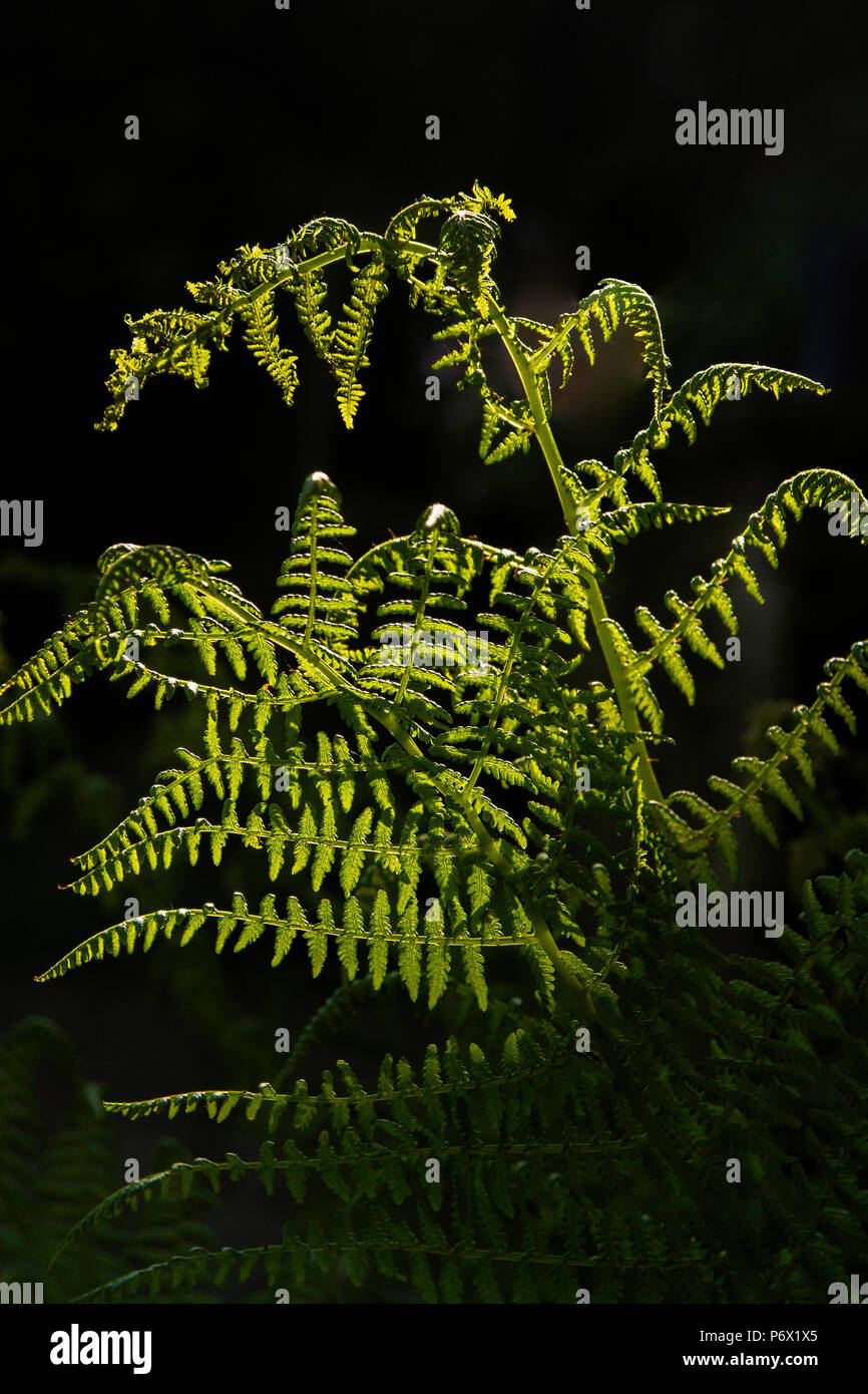 Farn - Polypodeopsida - mit der Sonne durch das Chlorophyll glänzend Stockfoto