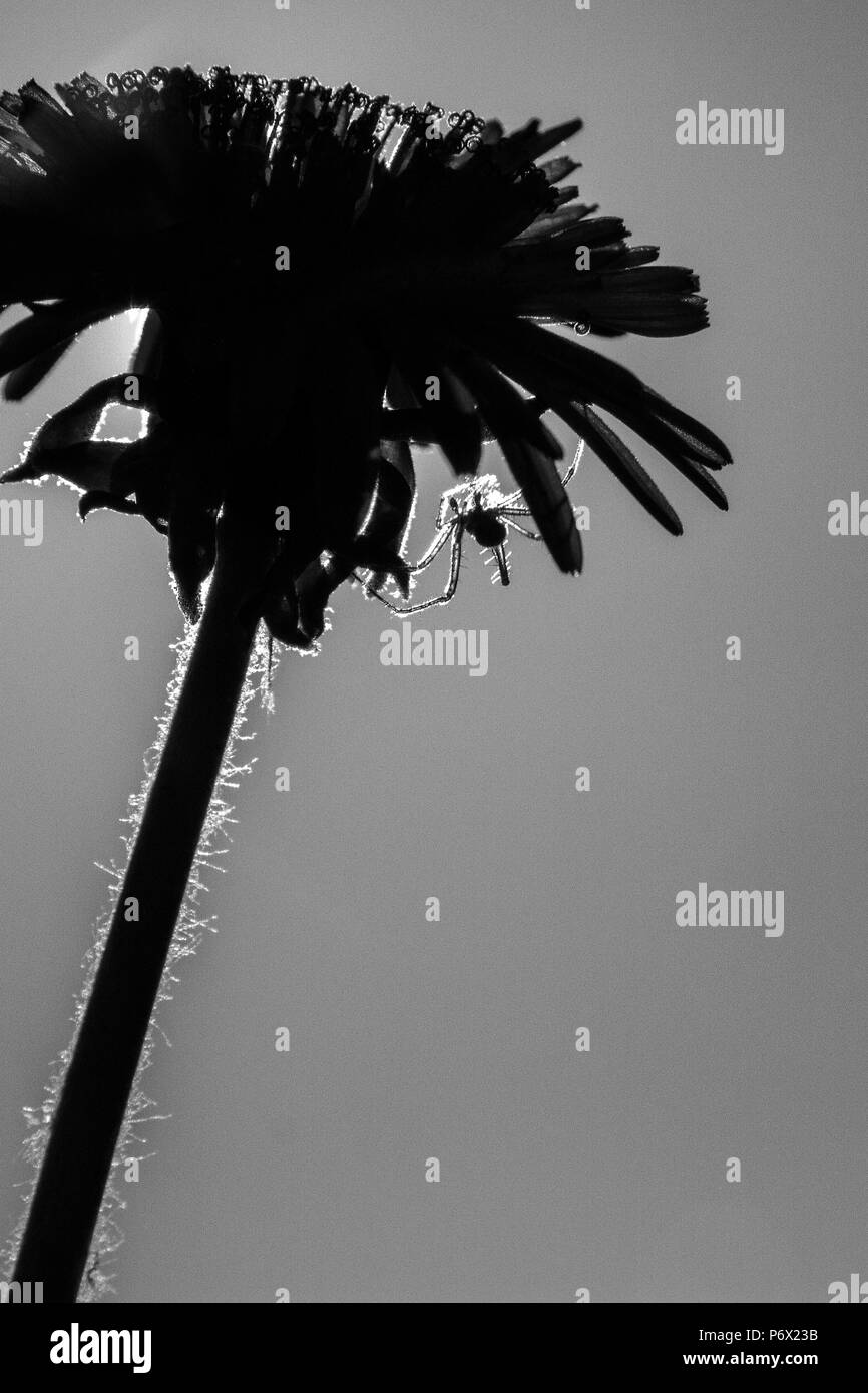 Silhouette Löwenzahn - Taraxacum gegen Licht mit Spider bei der Arbeit. portraitfotos Stockfoto