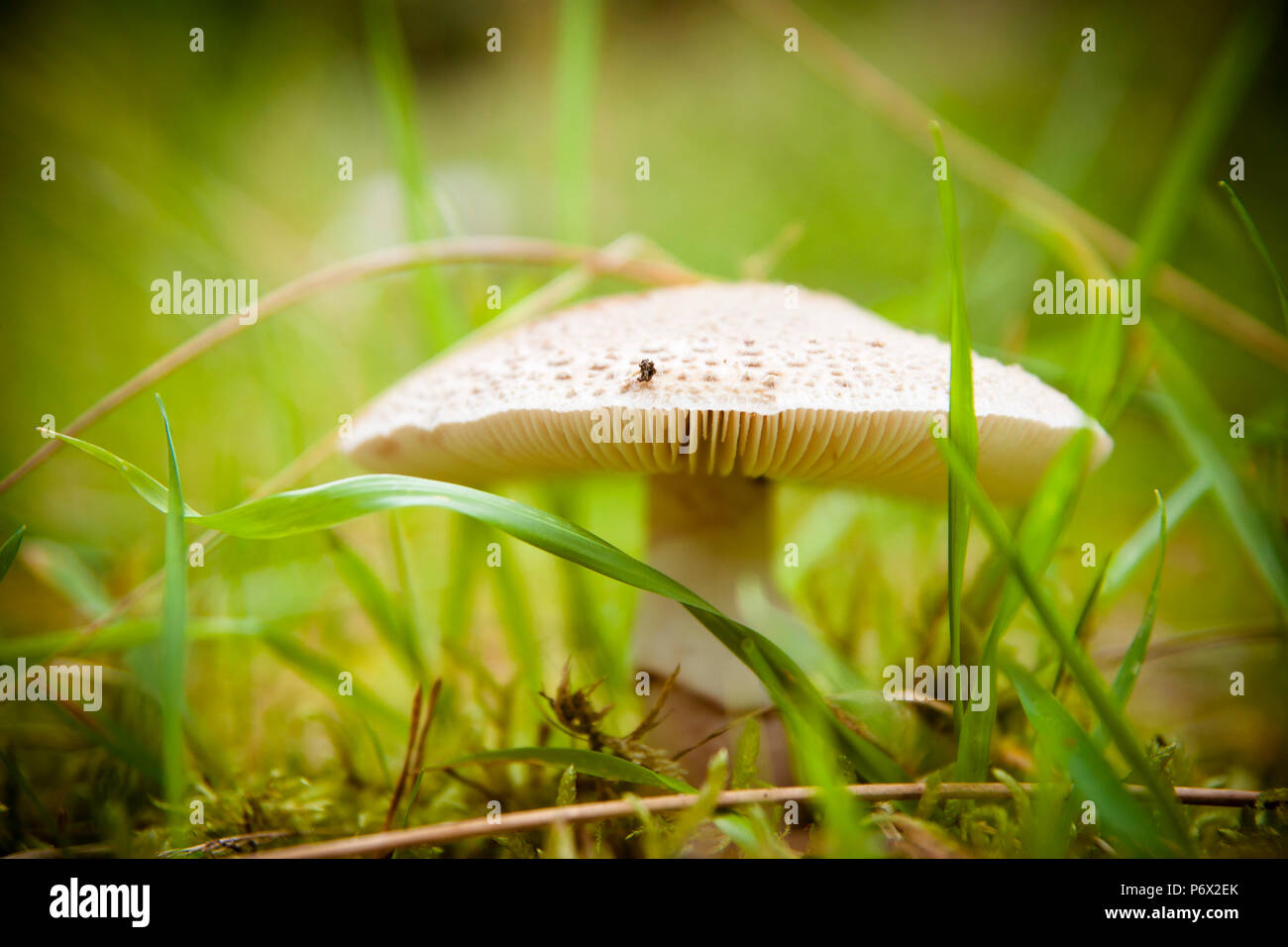 Pilze im Wald sehr bunt von Moos und Feuchtigkeit und große Unschärfe umgeben Stockfoto