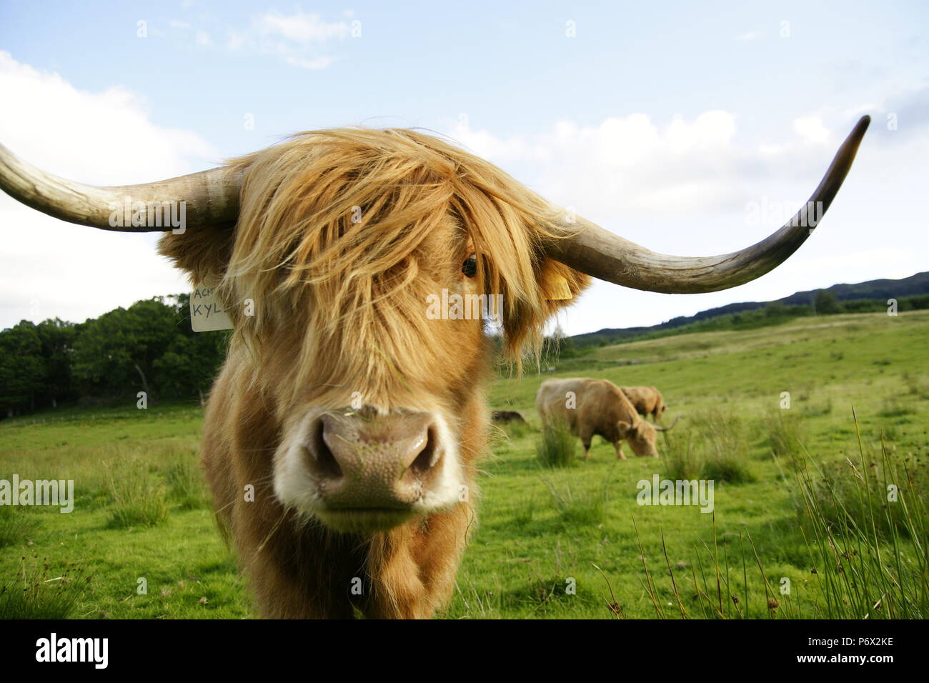 Schottische Kuh mit große Hörner Stockfoto