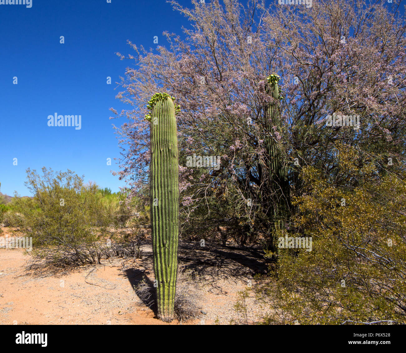 Die Sonoran Wüste mit Ironwood tree in voller Blüte Stockfoto