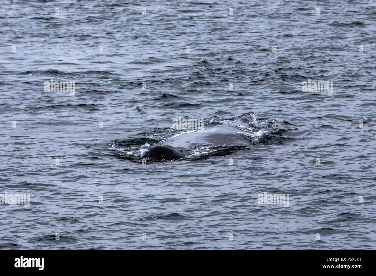 Buckelwal, Juneau, Alaska, USA, Montag, 21. Mai 2018. Stockfoto