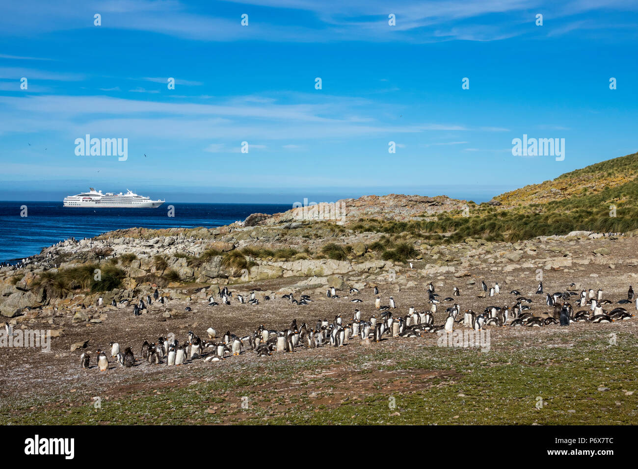 Gentoo Pinguin Kolonie am Kirchturm Jason Island, Falkland Inseln, mit Expedition Cruise Ship Le Lyrial im Hintergrund Stockfoto