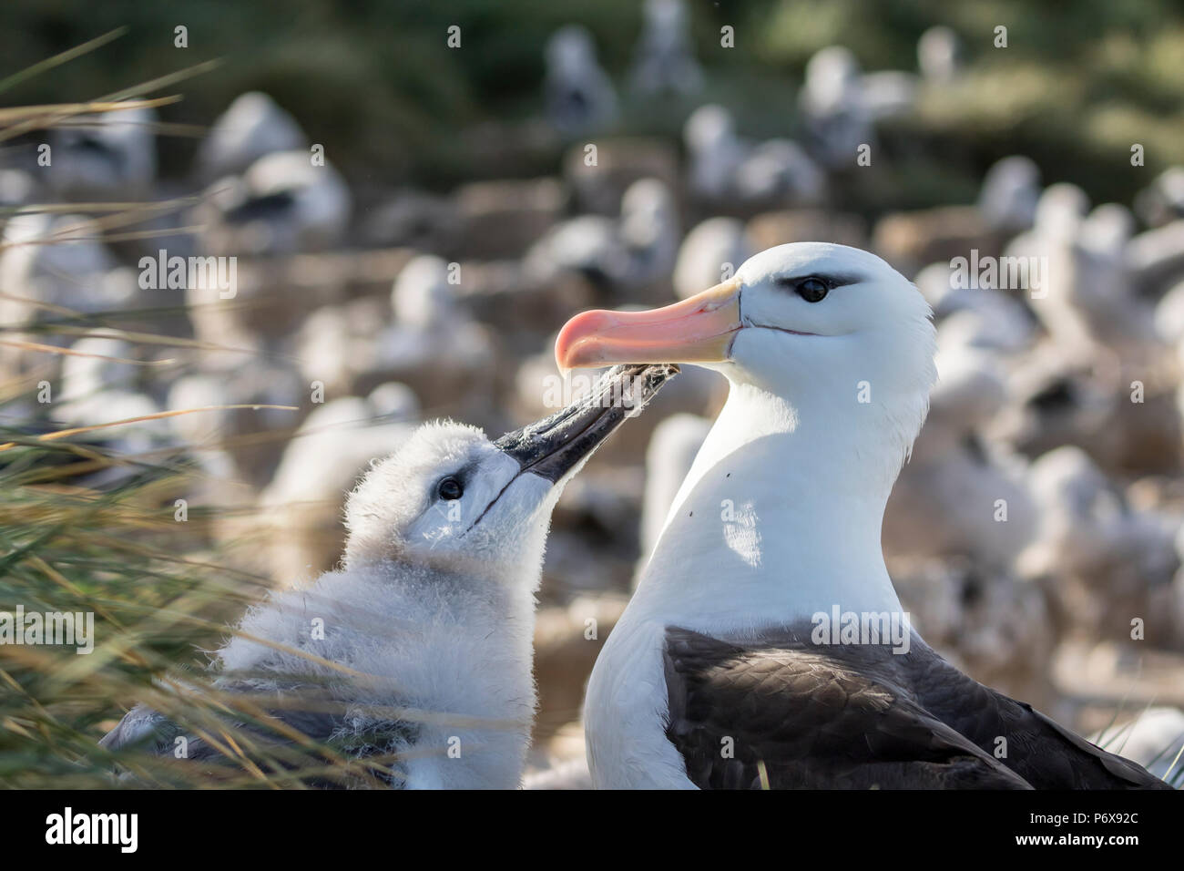 Nach schwarz-tiefsten Albatross regurgitating Essen große flauschige Küken im Nest am Kirchturm Jason Island, Falkland Inseln zu füttern Stockfoto