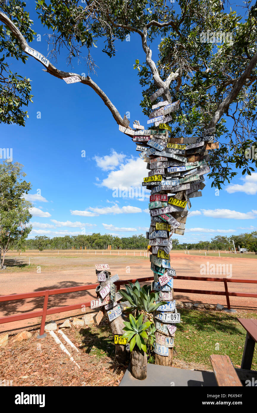 Iconic Baum mit Autos Anzahl Platten an Bramwell Junction, Cape York Halbinsel, Far North Queensland, FNQ, QLD, Australien eingerichtet Stockfoto