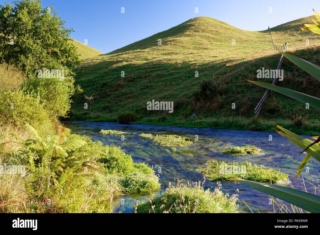 Am frühen Morgen in einem ländlichen Gebiet in Neuseeland Stockfoto