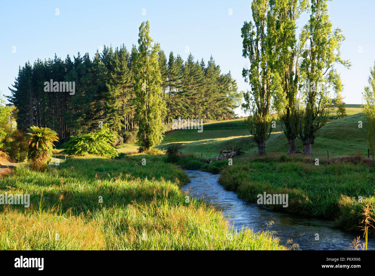 River entlang der Te Waihou Blue Springs Gehweg im Süden Waikato Stockfoto