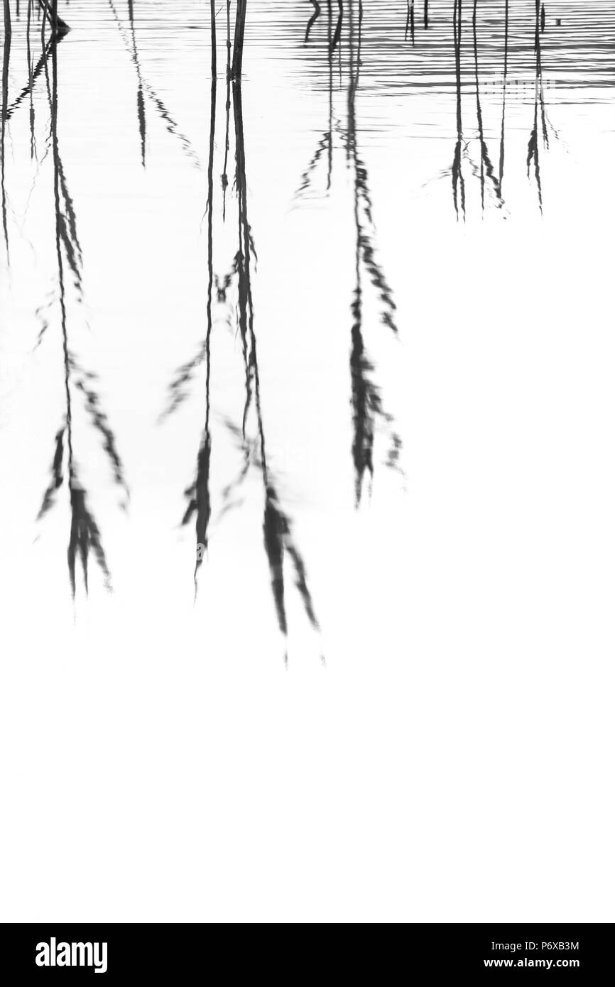 Schilf Phragmites australis, abstraktes Bild der Reflexion, des Unteren Mauren, Isles of Scilly, Juli Stockfoto