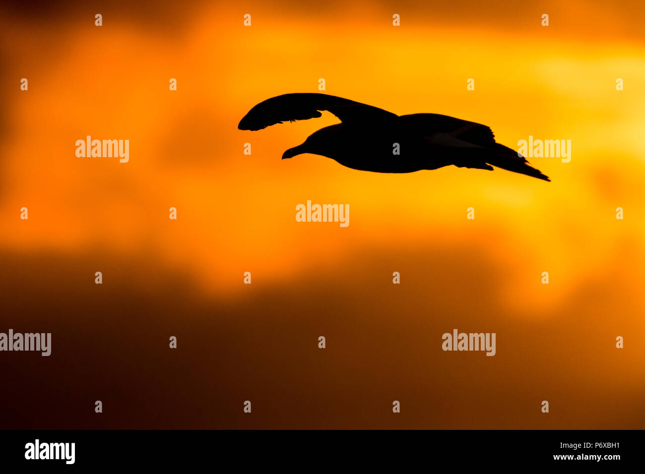 Silbermöwe Larus argentatus, Silhouette im Flug, Isles of Scilly, Juni Stockfoto