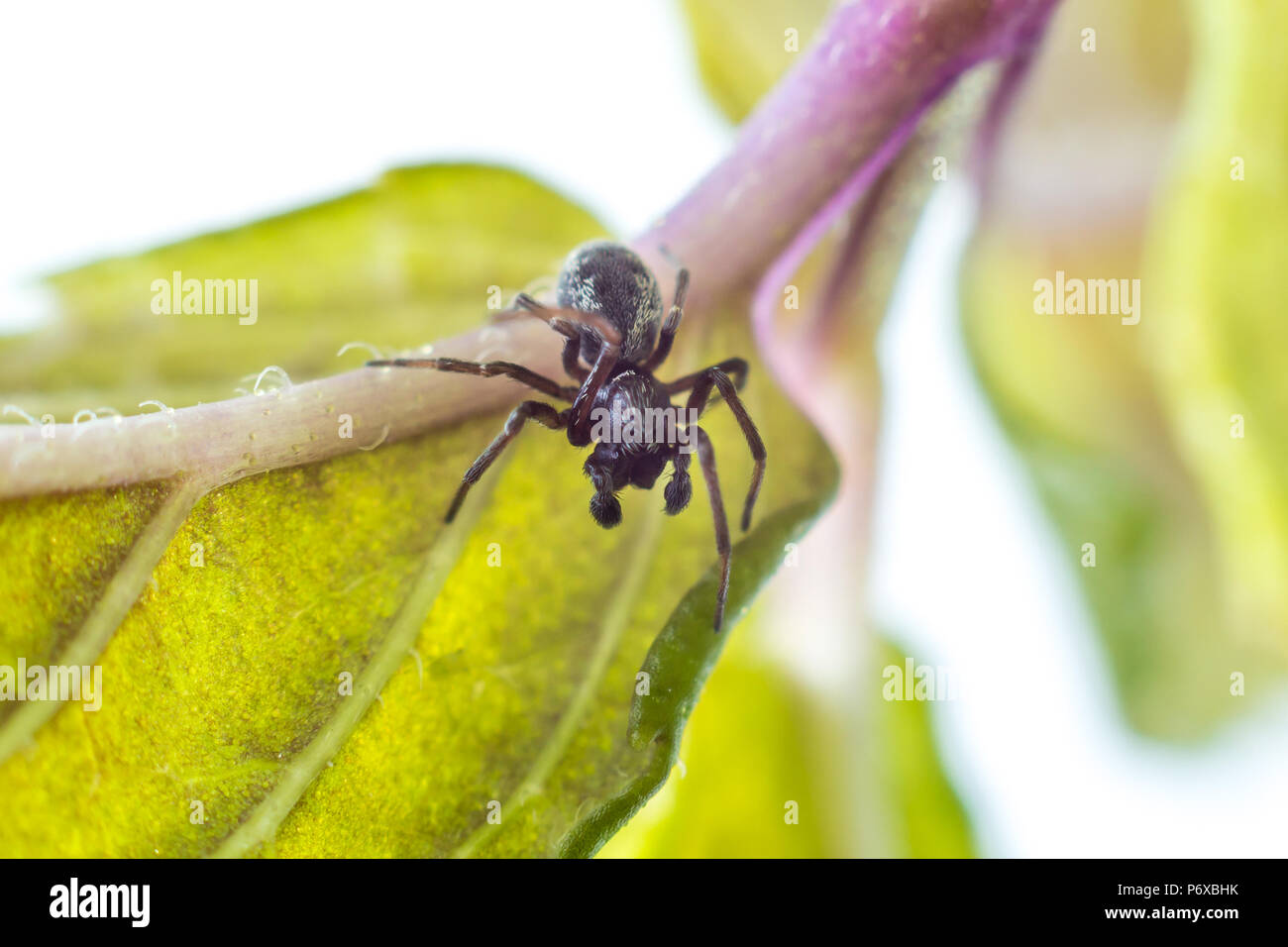 Dictyna latens, eine kleine männliche Spinne auf einem Blatt in einem Studio, Isles of Scilly, Juli Stockfoto