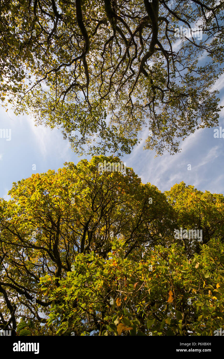 Baumkronen erstreckt sich über blauen Himmel, Brecon Beacons National Park, Wales, Oktober 2017 Stockfoto
