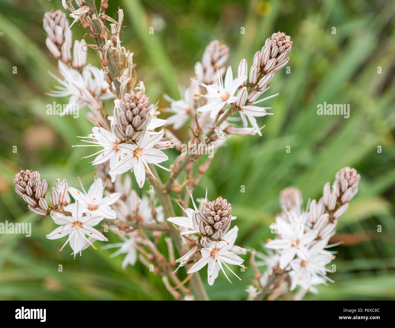 Asphodelus albus, Common Name weiß Asphodel, ist eine mehrjährige krautige Pflanze, die zur Gattung Asphodelus Stockfoto