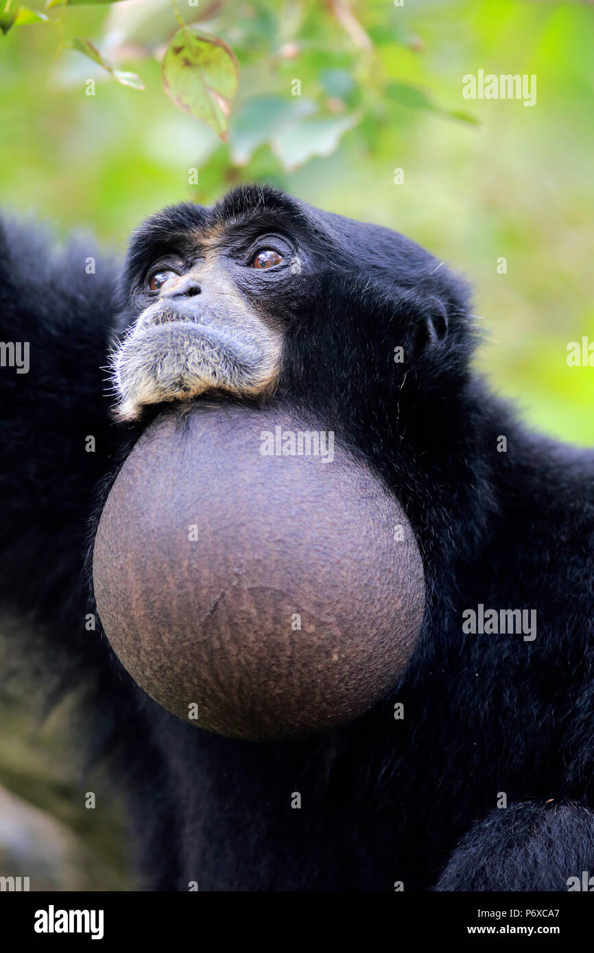 Siamang, Erwachsene, Portrait, Südostasien, Symphalangus syndactylus Stockfoto