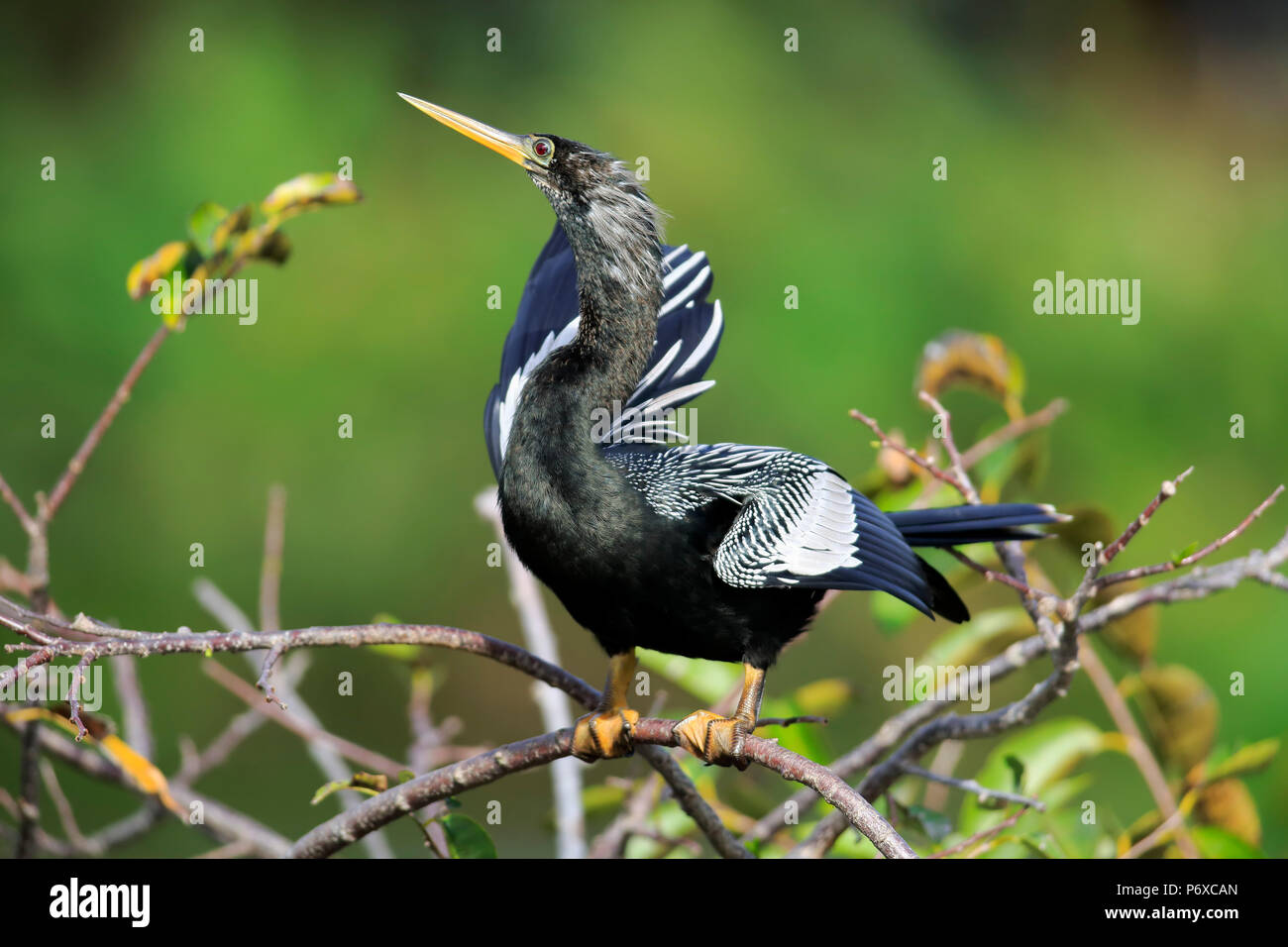 Anhinga, erwachsene Männchen auf dem Zweig Umwerbung, Wakodahatchee Feuchtgebiete, Delray Beach, Florida, USA, Anhinga anhinga Stockfoto