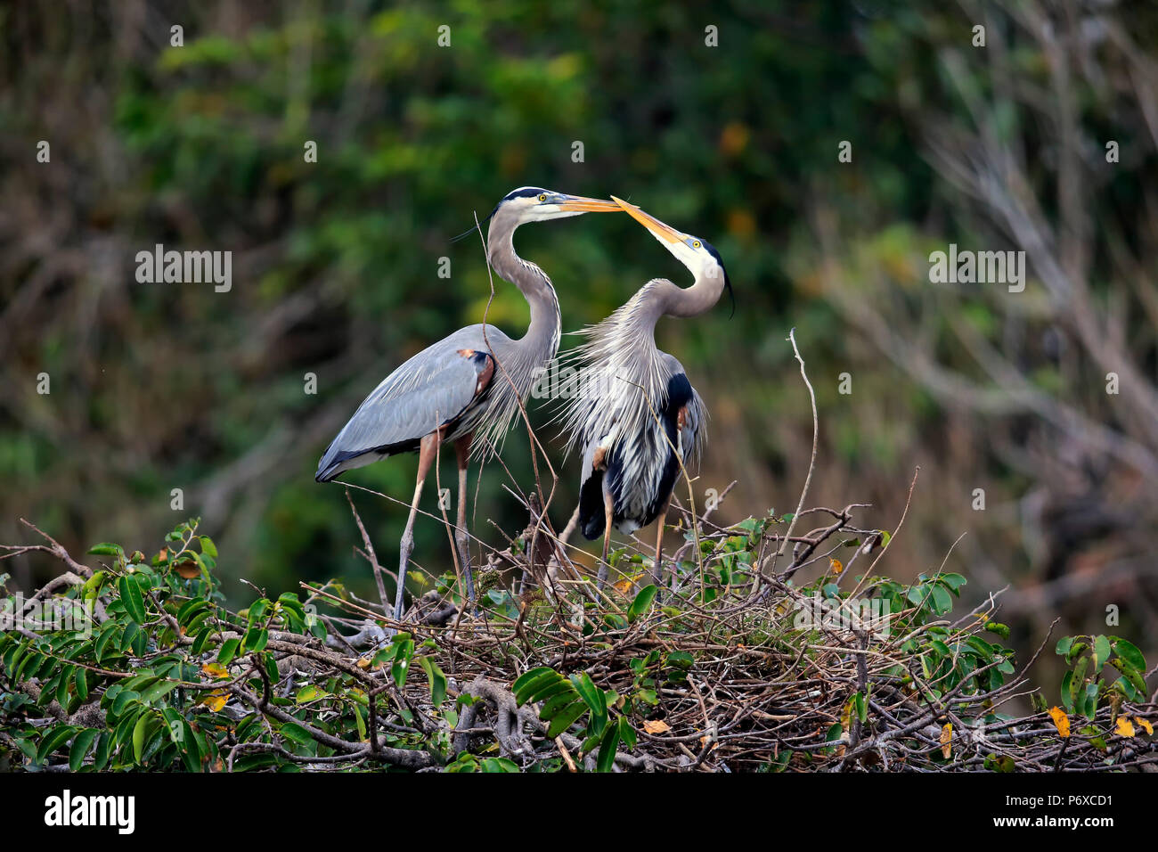 Great Blue Heron, erwachsene Paare an der Nest Sozialverhalten, Wakodahatchee Feuchtgebiete, Delray Beach, Florida, USA, Ardea herodias Stockfoto
