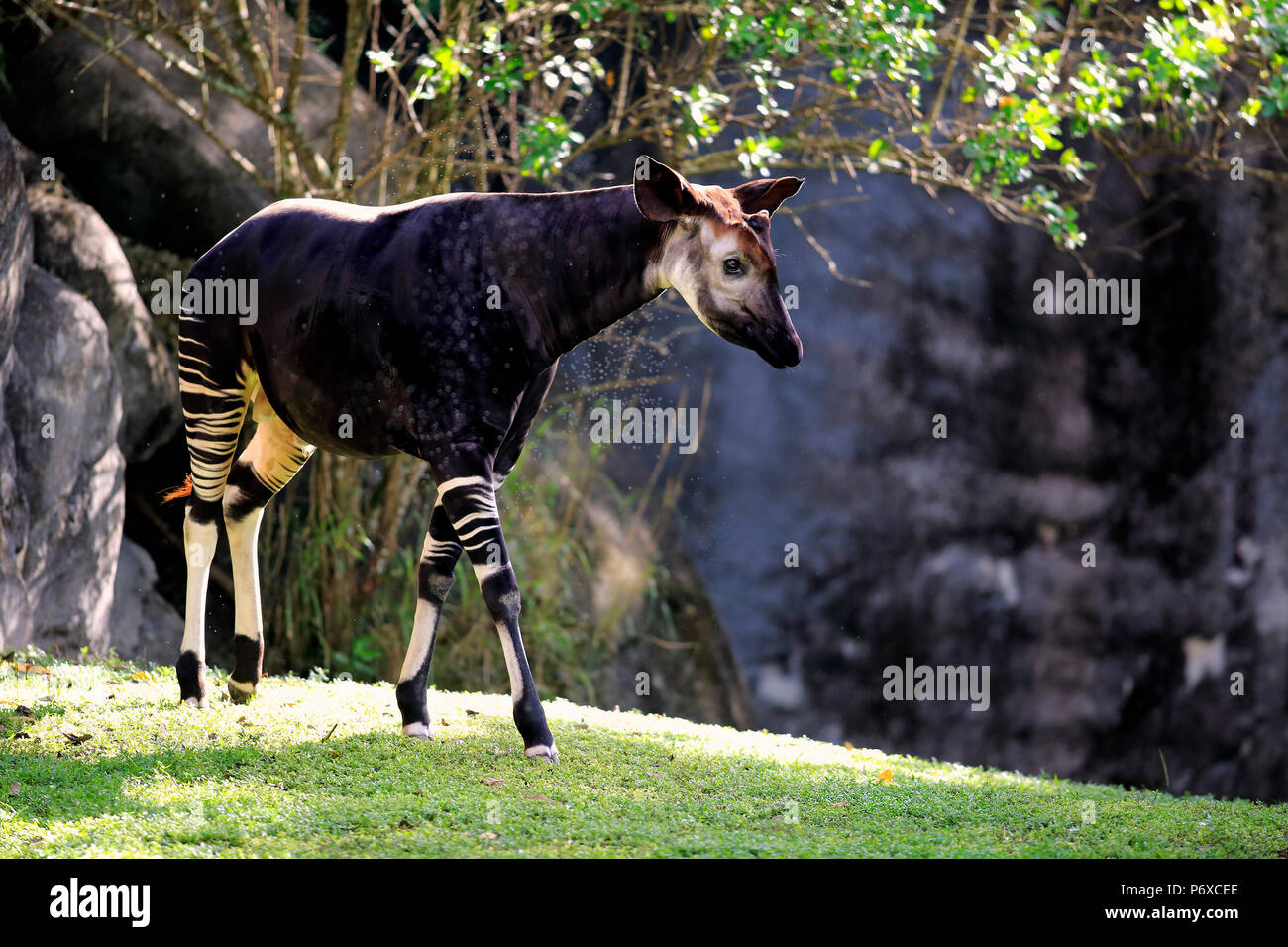 Okapi, Erwachsene, Afrika, Okapia johnstoni Stockfoto