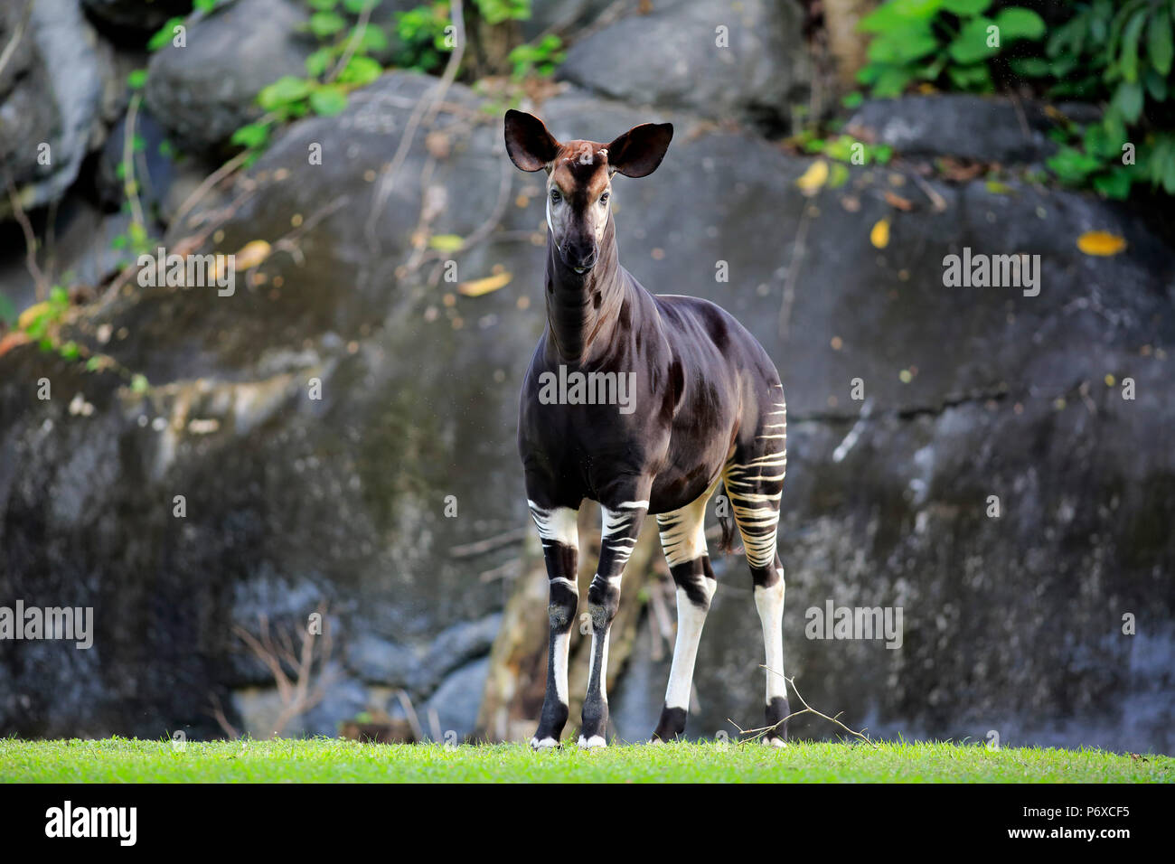 Okapi, Erwachsene, Afrika, Okapia johnstoni Stockfoto