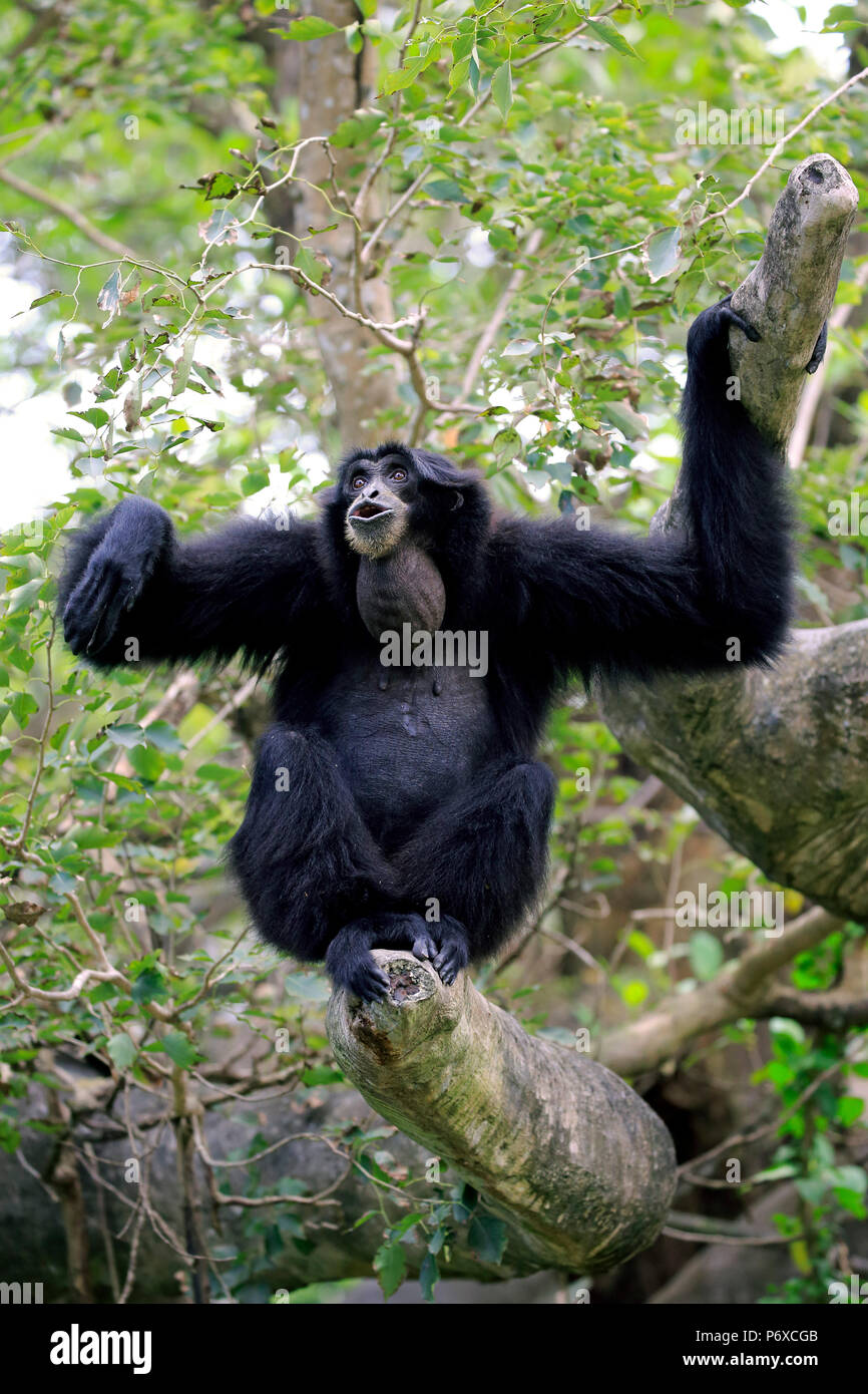 Siamang, nach Aufruf, Südostasien, Symphalangus syndactylus Stockfoto
