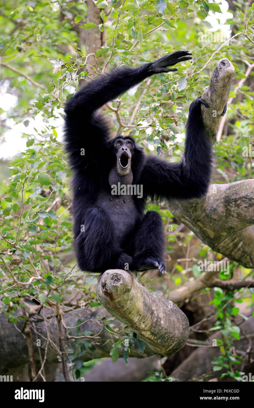 Siamang, nach Aufruf, Südostasien, Symphalangus syndactylus Stockfoto