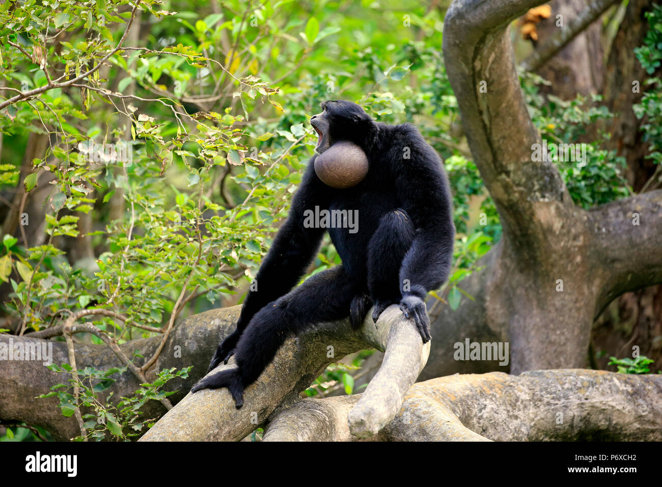 Siamang, nach Aufruf, Südostasien, Symphalangus syndactylus Stockfoto