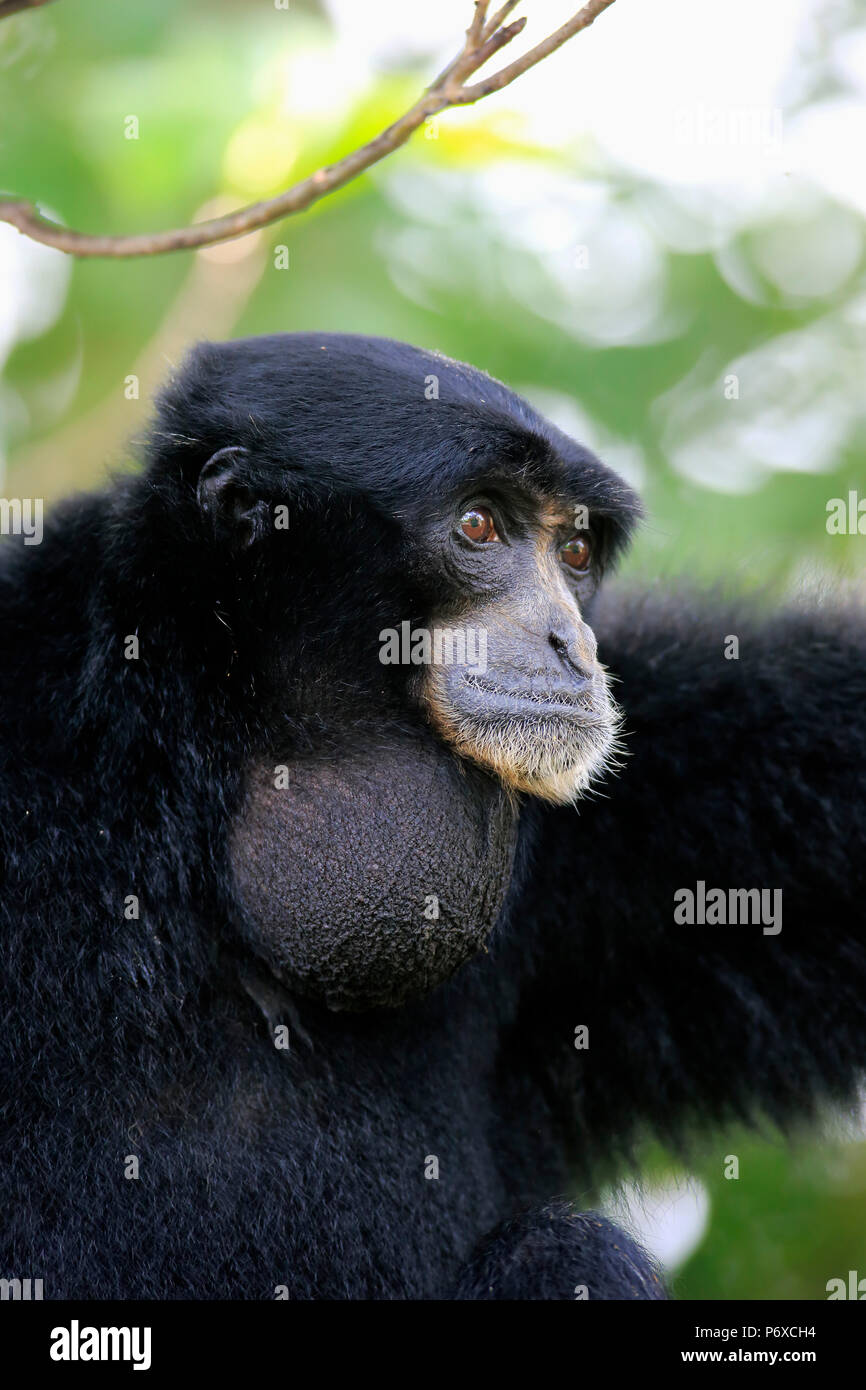 Siamang, Erwachsene, Portrait, Südostasien, Symphalangus syndactylus Stockfoto