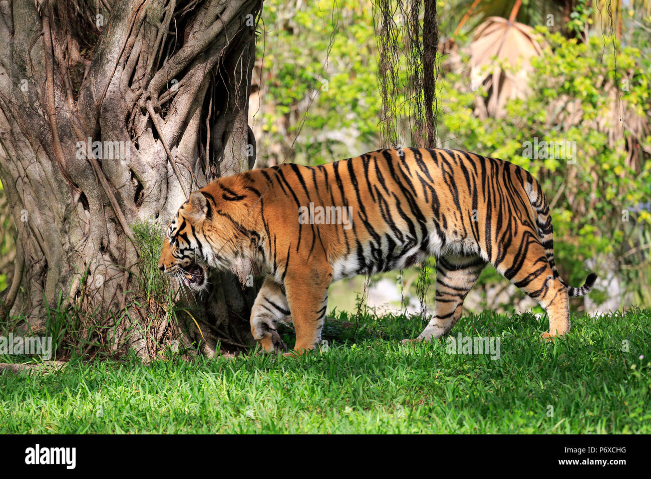 Sumatra Tiger, erwachsenen männlichen Wandern, Sumatra, Asien, Panthera tigris sumatrae Stockfoto