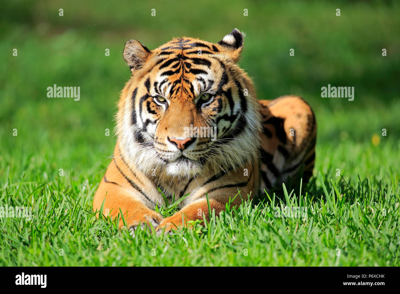 Sumatra Tiger, erwachsenen männlichen, Sumatra, Asien, Panthera tigris sumatrae Stockfoto