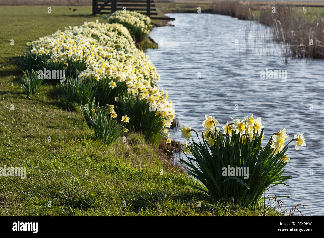Narzissen, am Graben, Texel, Niederlande, Narcissus pseudonarcissus Stockfoto