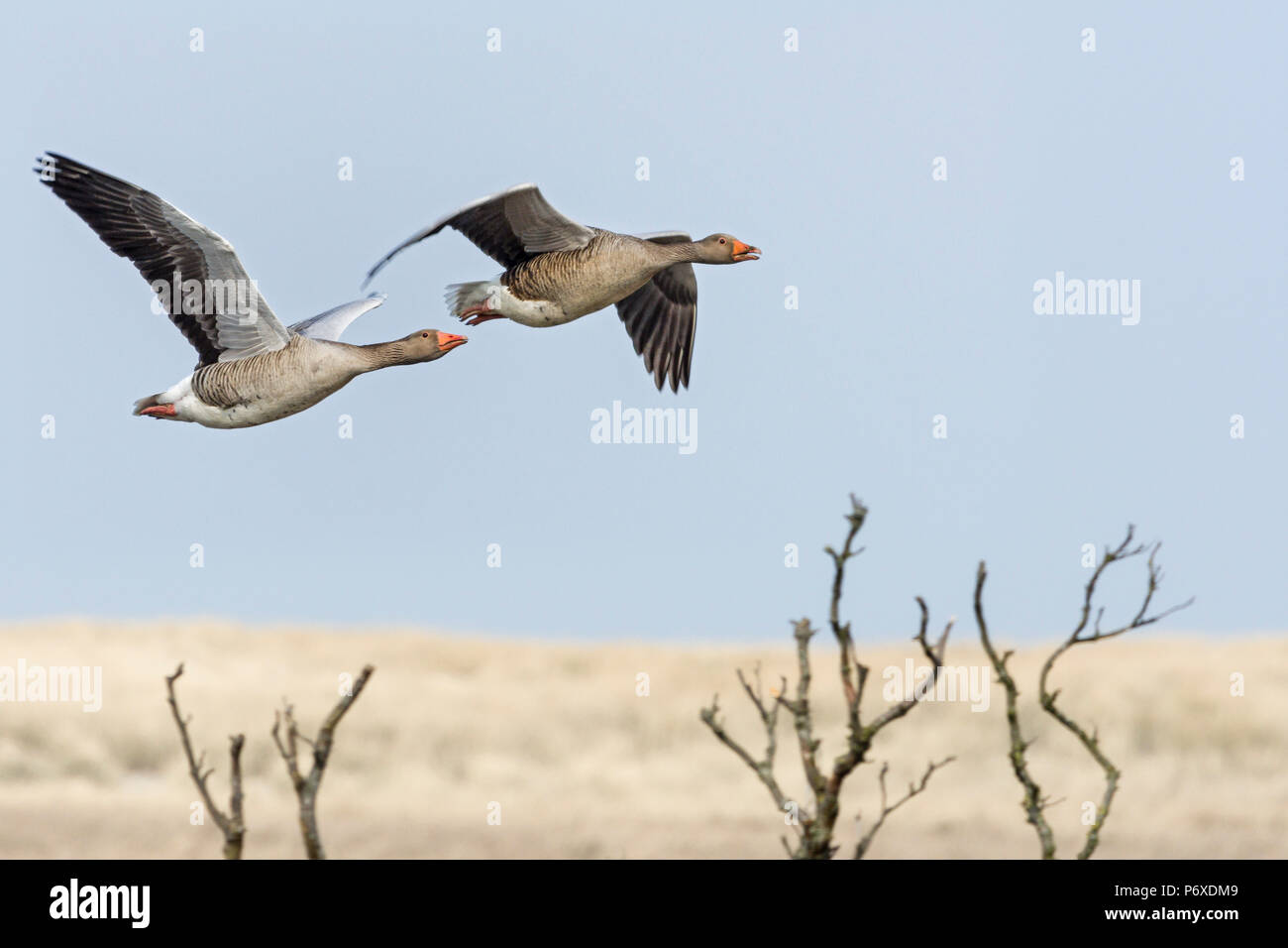 Graugänse, Nationalpark Duinen van Texel Texel, Niederlande Stockfoto