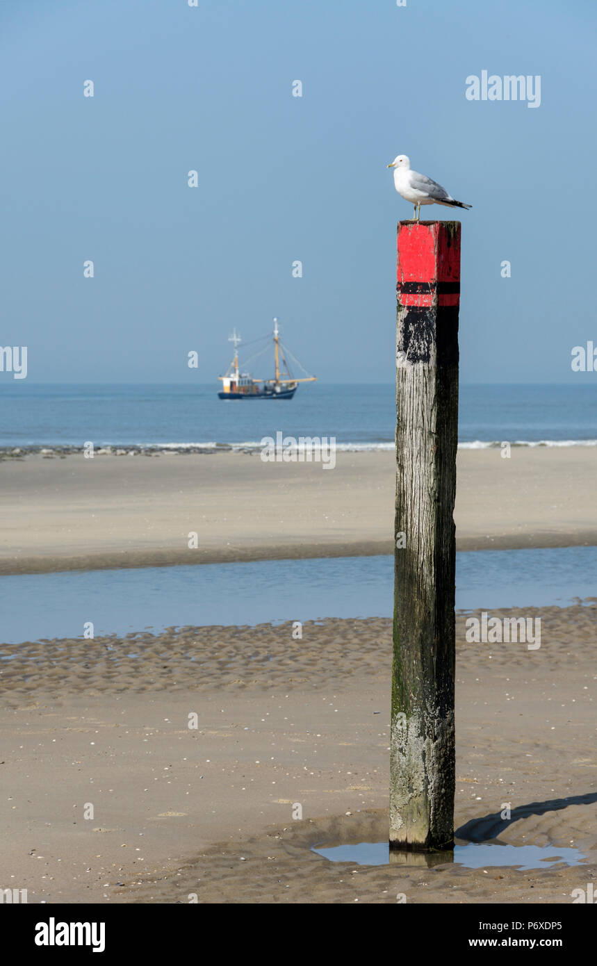 Sturmmöwe, Texel, Niederlande, Larus Canus Stockfoto