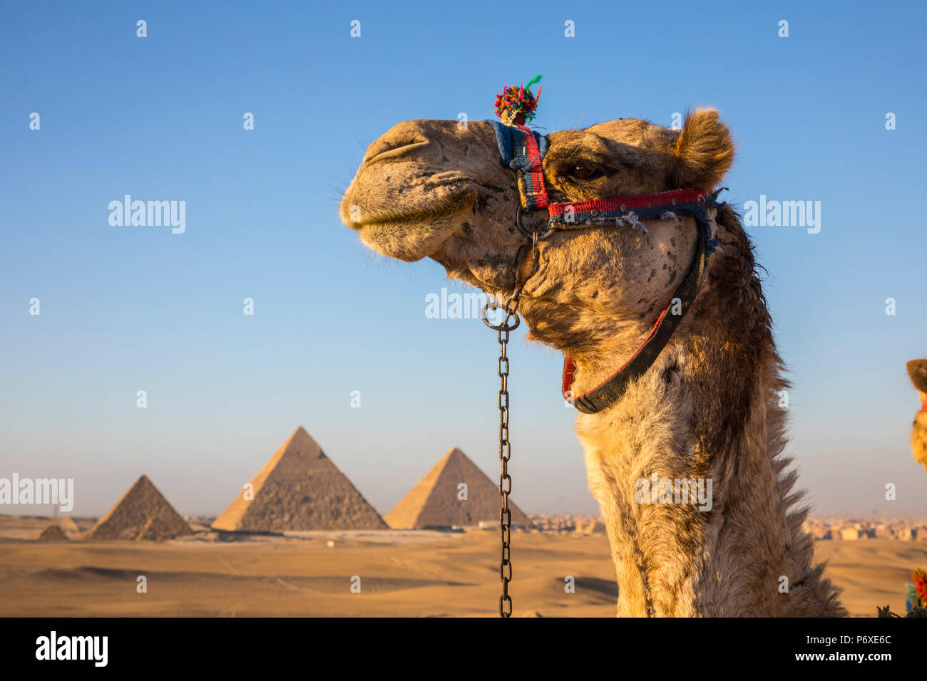 Pyramiden von Gizeh, Giza, Kairo, Ägypten Stockfoto