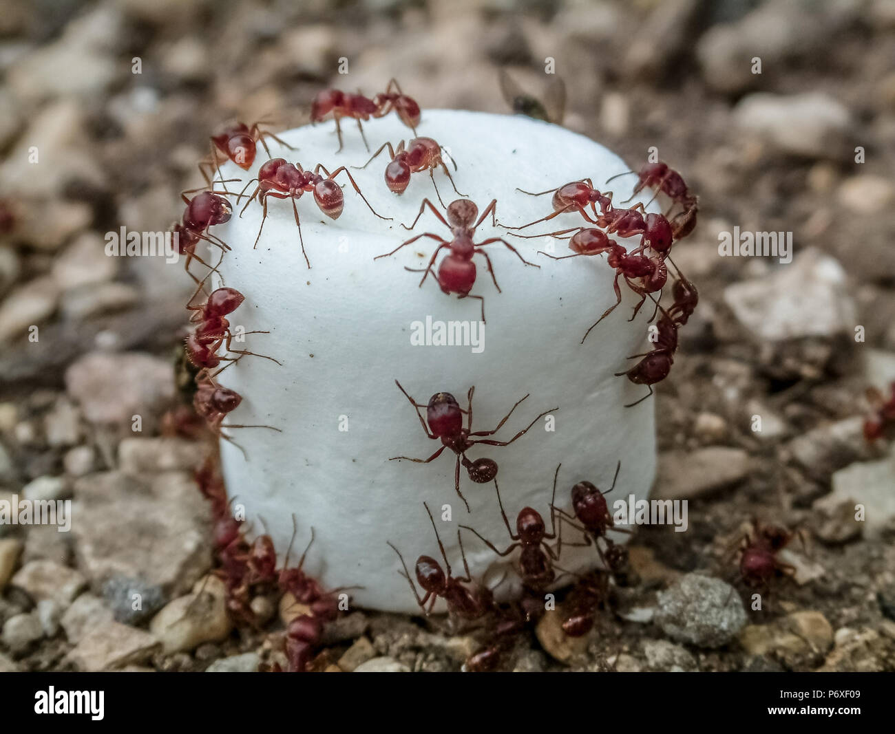 Red Ants Schwarm über einen Marshmallow in den Kies zu sitzen. Stockfoto