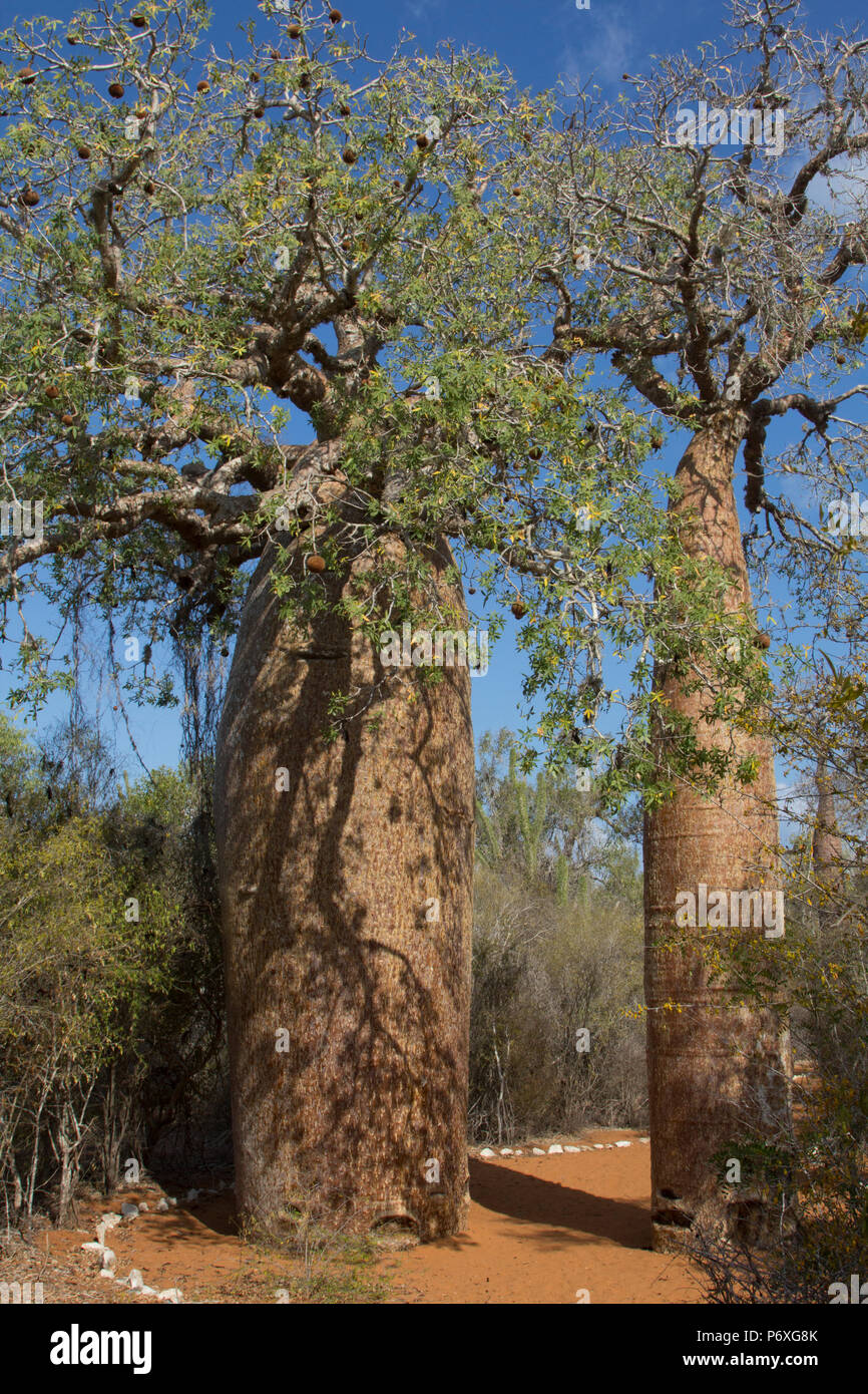 Stachelige Wald, Raniala Nature Reserve, Ifaty, Madagaskar Stockfoto