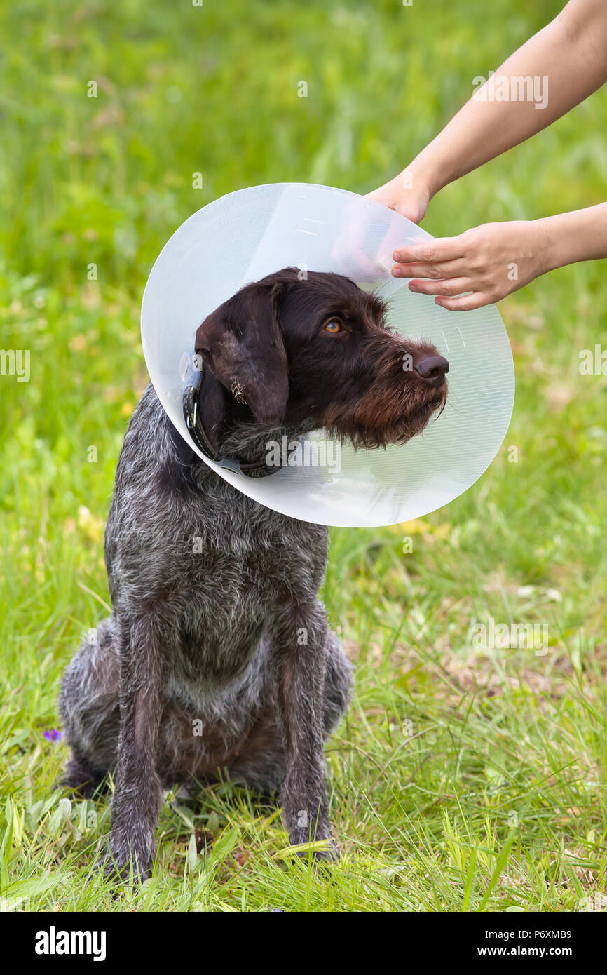 Hände auf den Hund elisabethanischen (Buster) Stellring Stockfoto